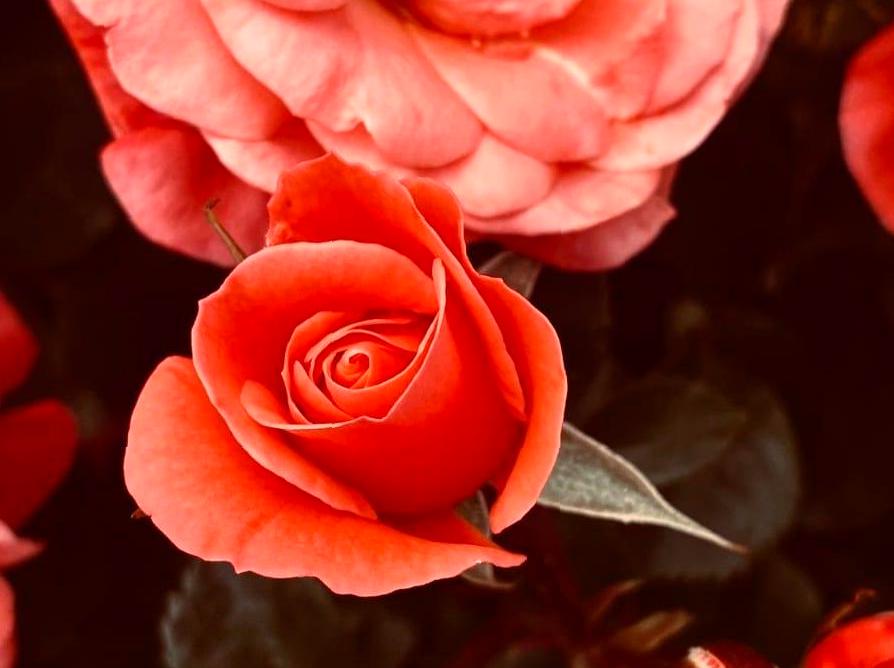 The Skincare Benefits of Roses